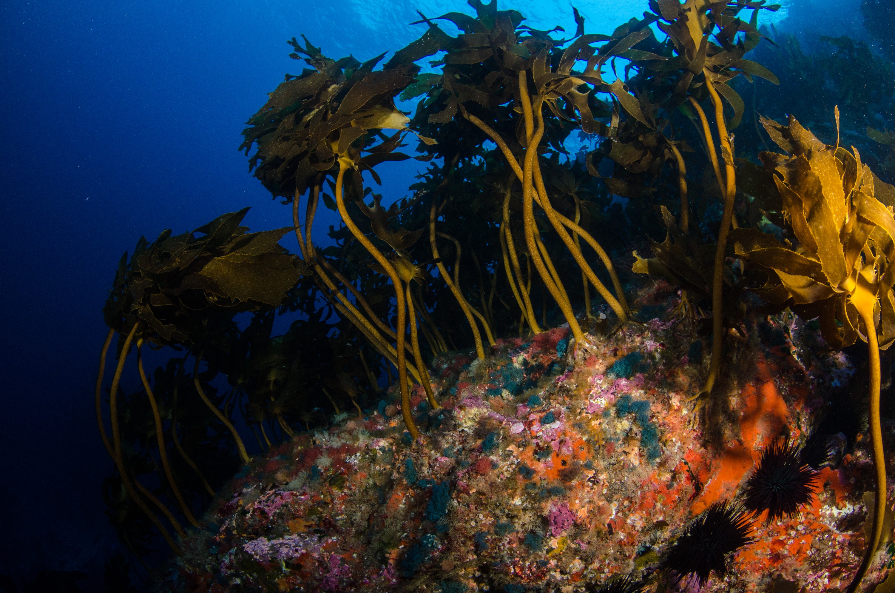 DSC_9010 – Underwater, Colourful, kelp, algae, reef, wide angle, poor, knights, marine, reserve, forest, Crispin, marine, new zealand, zealand, new, nz,
Virididentula, dentata, Bugula, dentata